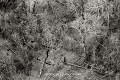 Cette photographie rare, prise par un avion de combat américain durant l’opération Cedar Falls (8-26 janvier 1967), montre des tranchées, installations semis enterrées et entrées de tunnels viêt-congs privées par le napalm et les défoliants de la protection que leur offrait initialement la jungle. (Triangle de Fer, nord de Saigon). Photographie : 7ème Air Force. Cu-Chi 
 Opération Cedar Falls 
 Triangle de Fer 
 Vietnam 
 Viêt-cong 
 souterrain 
 tunnel de guerre 