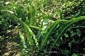 La  Scolopendre (Asplenium scolopendrium) est une fougère qui apprécie la fraîcheur et la pénombre qui règnent à l'entrée des cavités (France). asplenium 
 fougère 
 ptéridophyte 
 scolopendre 
 souterrain 