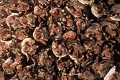 Essaim de Grands murins (Myotis myotis) ; en hibernation, le regroupement permet de faciliter le maintien d'une température interne suffisante (France). cavernicole 
 chauve-souris 
 chiroptère 
 essaim 
 mammifère 
 murin 
 myotis 
 souterrain 
