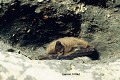 Abrités dans une niche, cette chauve-souris appartient au groupe des Murins à museau sombre ; il s'agit probablement d'un Murin à moustaches (Myotis mystacinus)  (France). Murin à moustaches 
 Murins à museau sombre 
 Myotis mystacinus 
 cavernicole 
 chauve-souris 
 chiroptère 
 mammifère 
 murin 
 souterrain 