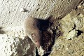 Musaraigne à l'entrée d'un souterrain (France). cavernicole 
 mammifère 
 musaraigne 
 souterrain 