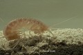 Niphargus sp., ce crustacé dépourvu de pigment vit dans les eaux souterraines (France). Niphargus 
 arthropode 
 cavernicole 
 crustacé 
 eau douce 
 souterrain 
