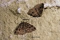 L'Incertaine (Triphosa dubitata), encore appelée la Dent-de-Scie ou la Douteuse, est un hôte habituel des cavités souterraines ; ce papillon de la famille des Géométridés hiverne sous terre pour ressortir au printemps (France). Géométridé 
 Lepidoptera 
 Triphosa dubitata 
 cavernicole 
 geometridae 
 papillon 
 souterrain 