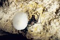Araignée Meta menardi et son "cocon" contenant ses œufs (France). arachnide 
 cavernicole 
 cocon 
 meta 
 oeuf 
 souterrain 
