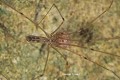 Araignée Pholcus (Pholcus sp.) protégeant ses œufs (France). arachnide 
 araignée 
 cavernicole 
 oeufs 
 pholcus 
 souterrain 