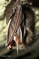 Oreillard  (Plecotus sp.) en hibernation, ses longues oreilles sont repliées sous ses ailes (France). France 
 cavernicole 
 chauve-souris 
 chiroptère 
 mammifère 
 oreillard 
 souterrain 