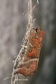 Cette Découpure (Scoliopteryx libatrix) s'abrite du gel dans un souterrain, elle sortira au printemps (France). Scoliopteryx libatrix 
 cavernicole 
 découpure 
 grotte 
 papillon 
 subtroglophile 