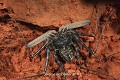 Contrairement à ses congénères, la cuticule de cet Amblypyge (Damon medius) n’est pas de couleur terre, mais  gris bleuté avec des reflets métalliques. L’animal vient de muer, d’où cette coloration temporaire insolite (Bénin). Afrique de l'Ouest 
 Amblypyge 
 Amblypygi 
 Arachnida 
 Arachnides 
 Arthropoda 
 Bénin 
 Chelicerata 
 Chélicérates 
 Phrynes 
 arthropode 
 cavernicole 
 grotte 
 souterrain 
 troglophile
Damon medius 
