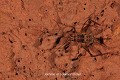 Grillon troglophile évoluant sur les parois d’une cavité. Les Grillons font partie des proies habituelles des Amblypyges (Bénin). Afrique de l'Ouest 
 Arthropoda 
 Bénin 
 arthropode 
 cavernicole 
 grillon 
 grotte 
 insecte 
 orthoptera 
 orthoptère 
 souterrain 
 troglophile 