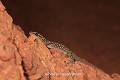 Le Gecko à tubercules blancs (Hemidactylus albituberculatus), une espèce méconnue décrite en 2012, affectionne tout particulièrement le milieu souterrain. Cette espèce de Gecko semble donc bien subtroglophile voire troglophile (Bénin). Afrique de l'Ouest 
 Bénin 
 Hemidactylus albituberculatus 
 cavernicole 
 gecko 
 grotte 
 reptile 
 souterrain 
 troglophile 