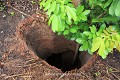 Installé dans le puits d’accès, cet arbuste a profité de la protection offerte par la cavité abandonnée (Zogbodomey, environs d’Abomey, Bénin). Abomey 
 Afrique de l'Ouest 
 Bénin 
 Dahomey 
 Danhomé 
 cache 
 esclavagisme 
 grotte 
 guerre 
 latérite 
 puits 
 souterrain 
 souterrain-refuge 