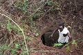 C’est à la machette qu’il faut dégager la cheminée d’accès envahie par les broussailles (Zogbodomey, environs d’Abomey, Bénin). Abomey 
 Afrique de l'Ouest 
 Bénin 
 Dahomey 
 Danhomé 
 esclavagisme 
 grotte 
 guerre 
 puits 
 souterrain 
 souterrain-refuge 