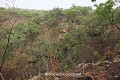 Dans la forêt claire, à l’écart des takienta, l’escarpement rocheux dans lequel s’ouvre l’abri sous roche se devine au travers de la végétation (Atakora, Bénin). Batammariba 
 Bénin 
 Bétammaribé 
 Koutammakou 
 Koutammarikou 
 Ottamari 
 Somba 
 abri sous roche 
 cache 
 forêt 
 guerre 
 savane 