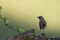 Comme son nom l’indique, le Troglodyte mignon (Troglodytes troglodytes) fréquente les vieux murs, les coteaux et les entrées des cavités ; autant d’endroits dans lesquels il trouve des anfractuosités susceptibles d’accueillir son nid (France). Troglodytes 
 oiseau 
 passereau 
 troglodyte 
 tuffeau 