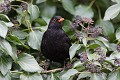 Les baies du lierre (Hedera helix) qui arrivent à maturité à la fin de l’hiver, attirent de nombreux oiseaux. Ce Merle noir (Turdus merula) qui vient visiter ce buisson de lierre en mars a déjà très certainement des petits à nourrir (France). Hedera helix 
 Turdus merula 
 baies 
 lierre 
 merle noir 
 oiseau 
 passereau 
 troglodyte 