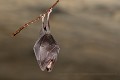 Enveloppé dans ses ailes, ce Petit Rhinolophe est accroché à un fil de fer laissé par les champignonnistes dans une galerie souterraine (France). 
 Rhinolophus hipposideros 
 carrière souterraine 
 cavernicole 
 chauve-souris 
 chiroptère 
 hibernation 
 mammifère 
 petit rhinolophe 
 souterrain  