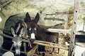 Dans les fermes troglodytiques, les ânes logeaient aussi sous terre, vallée troglodytique des Goupillières (Touraine, France).  