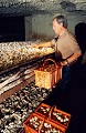 La cueillette des champignons se fait encore à la lampe à main, culture en conteneurs, année 2003 (Bourré, France). Agaricus bisporus 
 France 
 Val de Loire 
 champignon 
 champignonnière 
 cueille 
 culture en conteneurs 