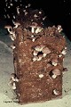 Originaire d'Extrême-orient, le Shii-také ou champignon parfumé (Lentinula edodes) est cultivé sur des blocs de substrat disposés à la verticale sur le sol des galeries. Shii-také 
 champignon 
 champignon parfumé 
 champignonnière 