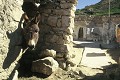 L'âne loge dans un petit bâtiment construit alors que les hommes vivent à l'intérieur de la maison creusée dans la falaise, de l'autre côté de la cour (Chenini, environs de Matmata, Tunisie). Chenini 
 Matmata 
 Tunisie 
 habitat 
 troglodyte 
 troglodytique 
 âne 